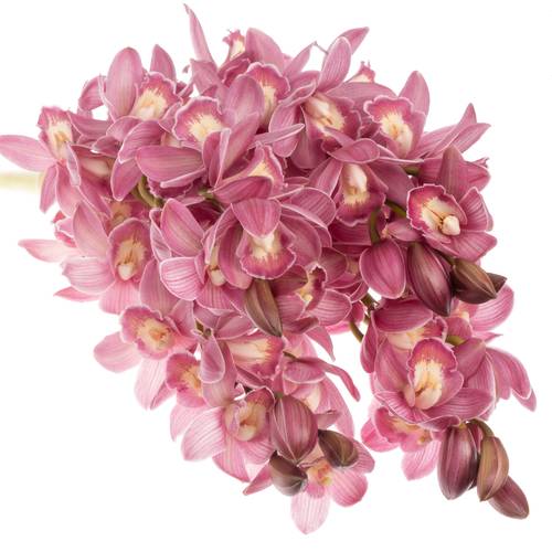 Mini Cymbidium rosa Parfait 50cm 10+Blüte