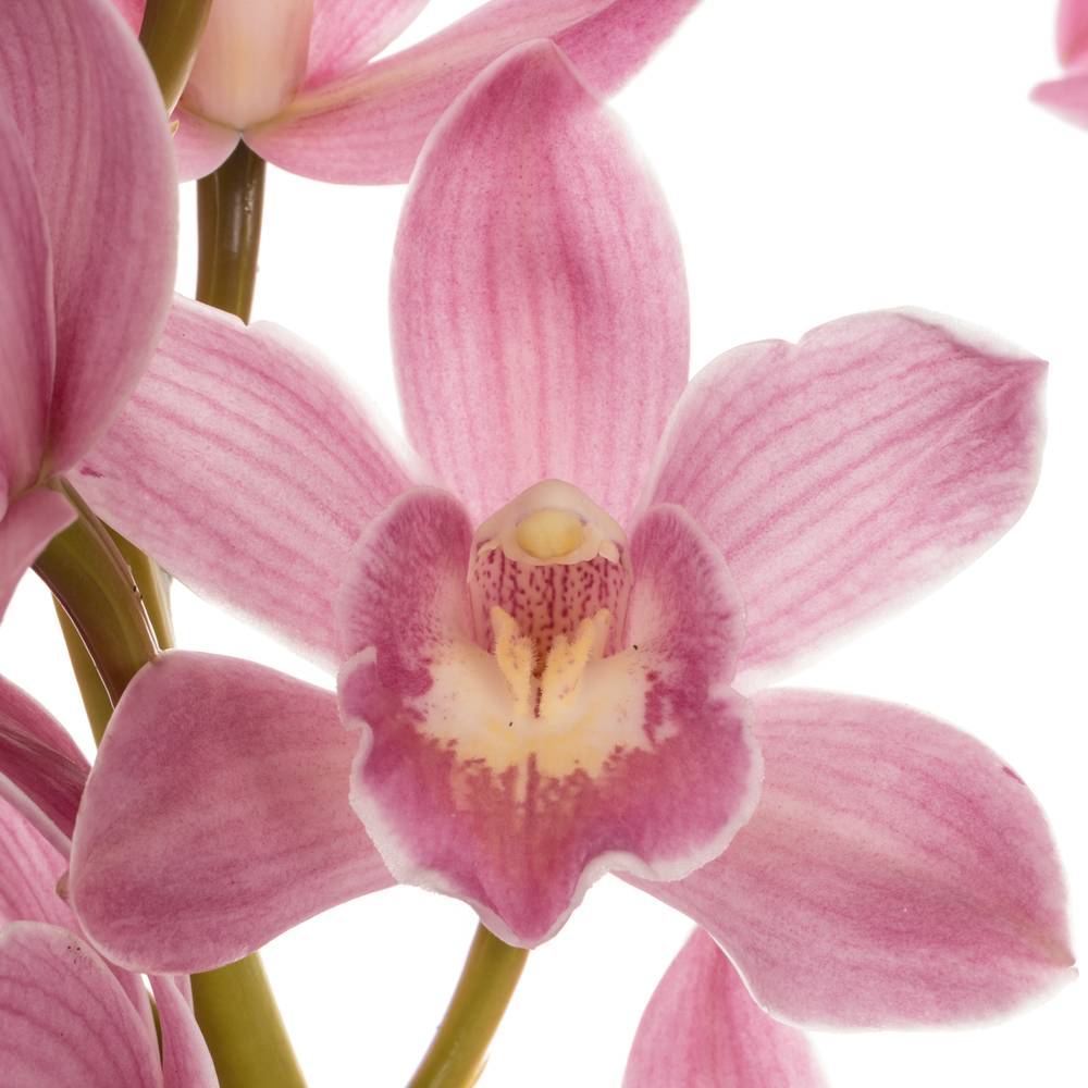 Mini Cymbidium rosa Parfait 50cm 10+Blüte