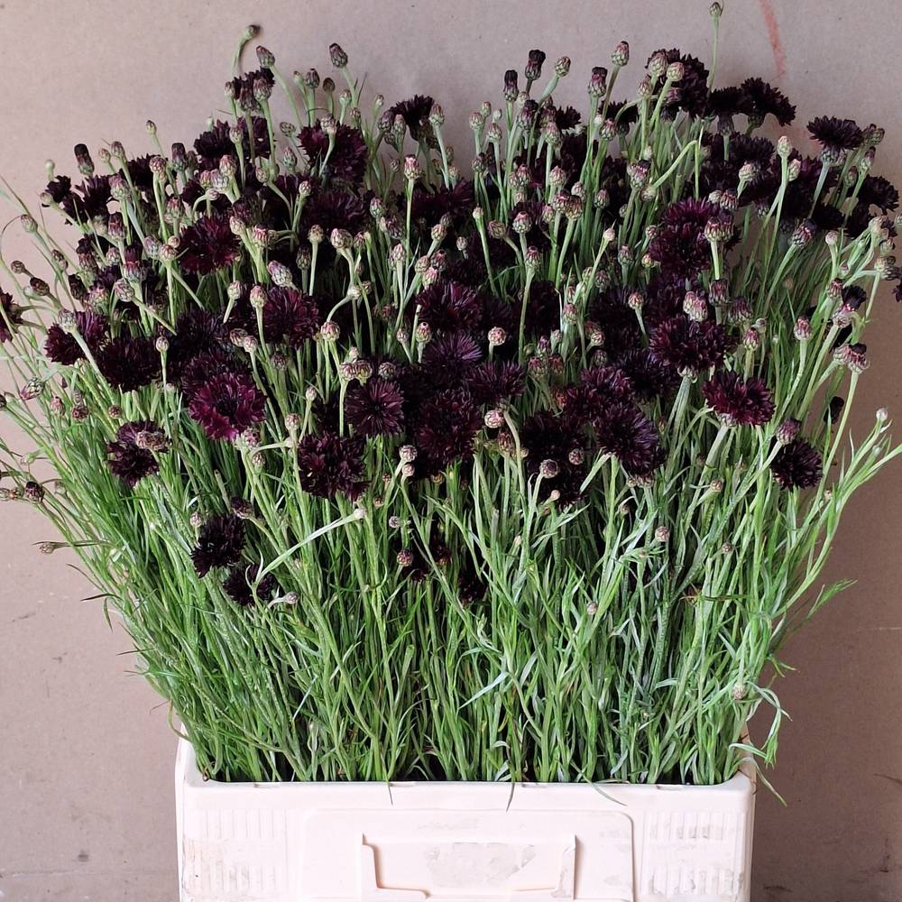 Kornblumen schwarz lila 70cm