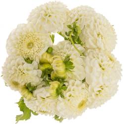 Dahlia creme/weiss Ball Reycroft Jan 55cm