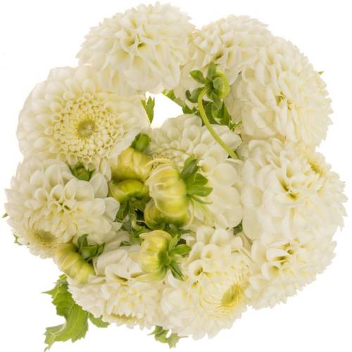 Dahlia creme/weiss Ball Reycroft Jan 55cm