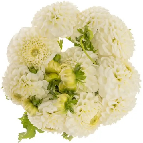 Dahlia creme Ball Reycroft Jan 55cm