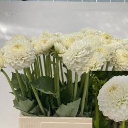 Dahlia creme Ball Reycroft Jan 55cm
