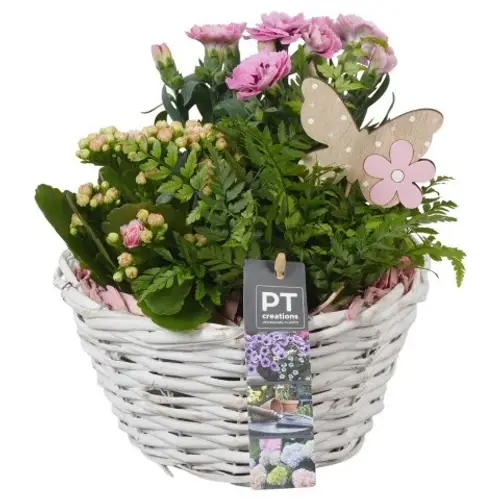 Garten.Arr PTPP6962 T18 H022