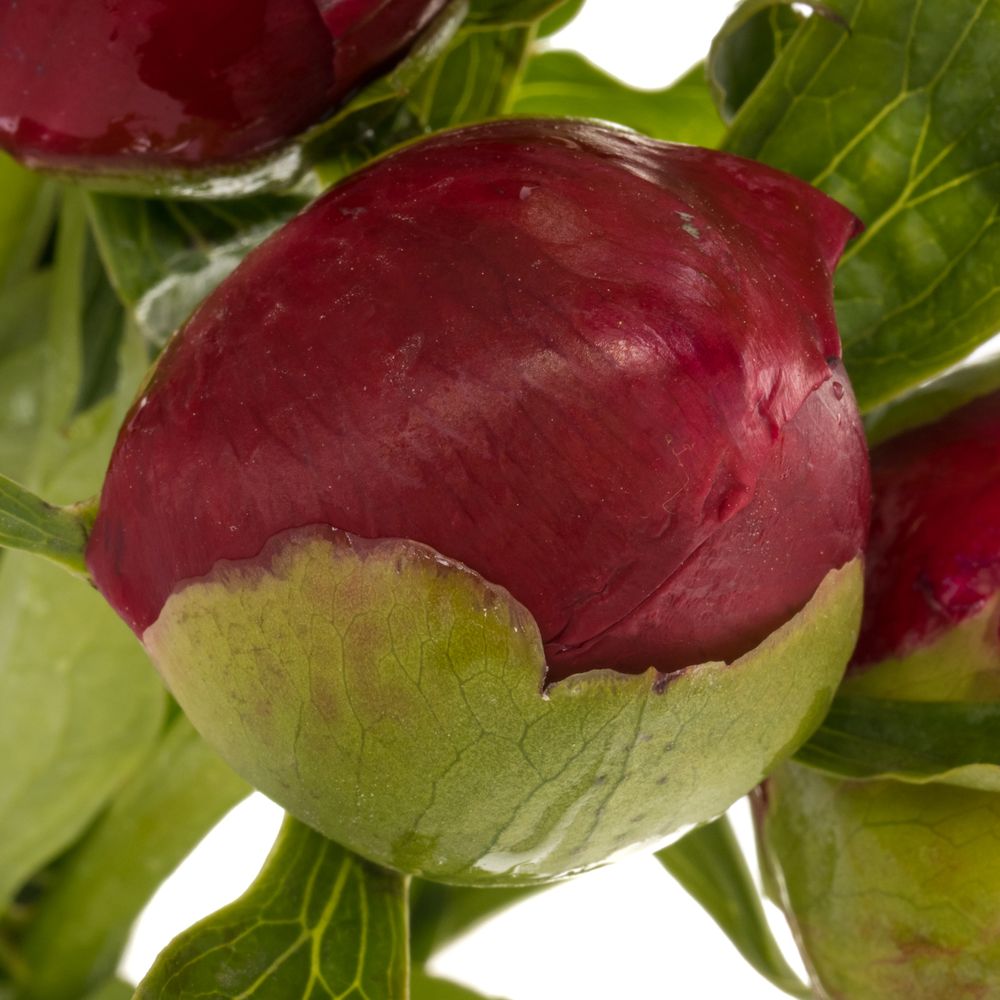 Pfingstrose rot gefüllt Velvet 60cm