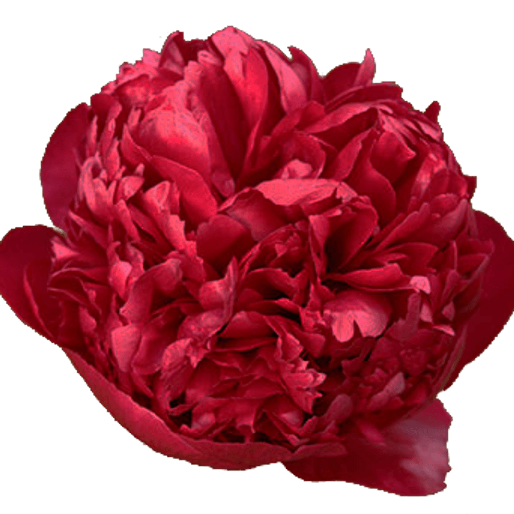 Pfingstrose rot gefüllt Velvet 60cm