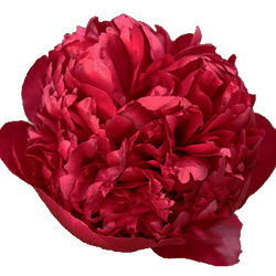 Pfingstrose rot gefüllt Velvet 60cm