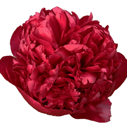 Pfingstrose rot gefüllt Velvet 60cm