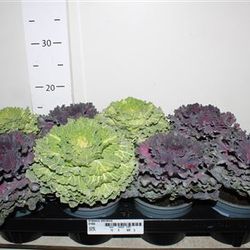 Brassica mix Schnapchen Von Uhr T13 H015