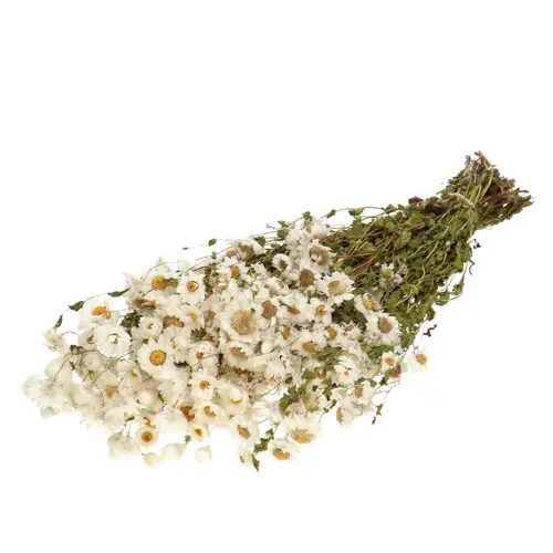 Trocken Rhodante weiss L50cm 60gr