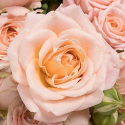 Rose verzweigt rosa Bridal Flow 7+Blüte 70cm