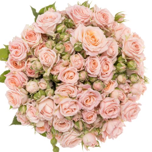 Rose verzweigt rosa Bridal Flow 7+Blüte 70cm