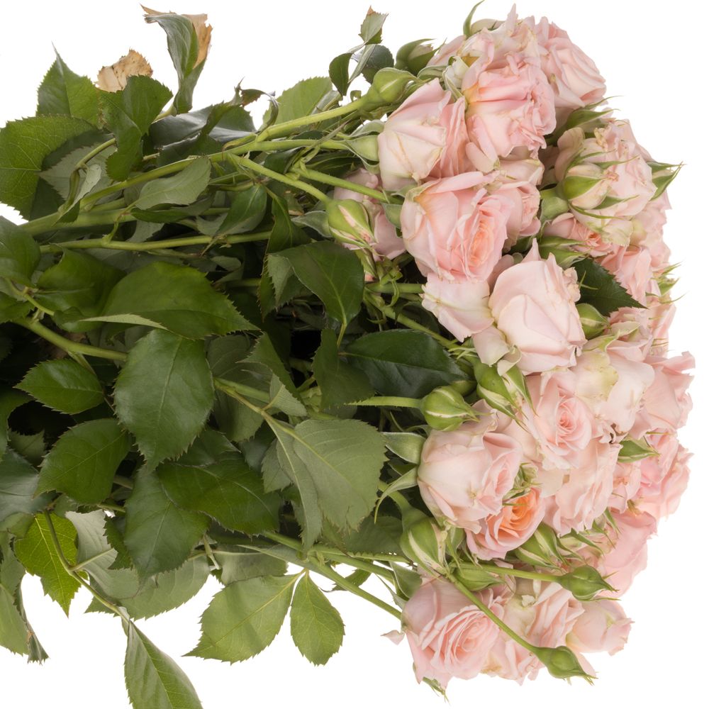 Rose verzweigt rosa Bridal Flow 7+Blüte 70cm