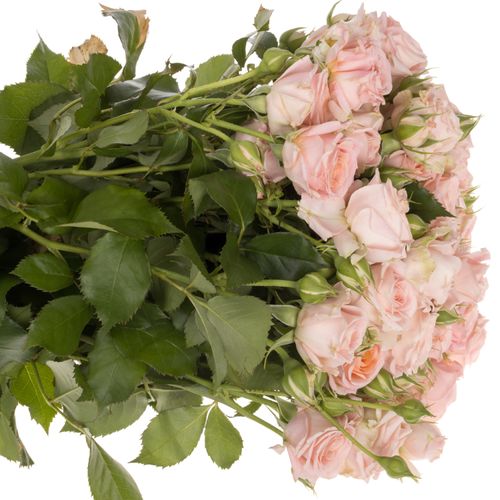 Rose verzweigt rosa Bridal Flow 7+Blüte 70cm