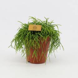 Rhipsalis Casher T15 H25