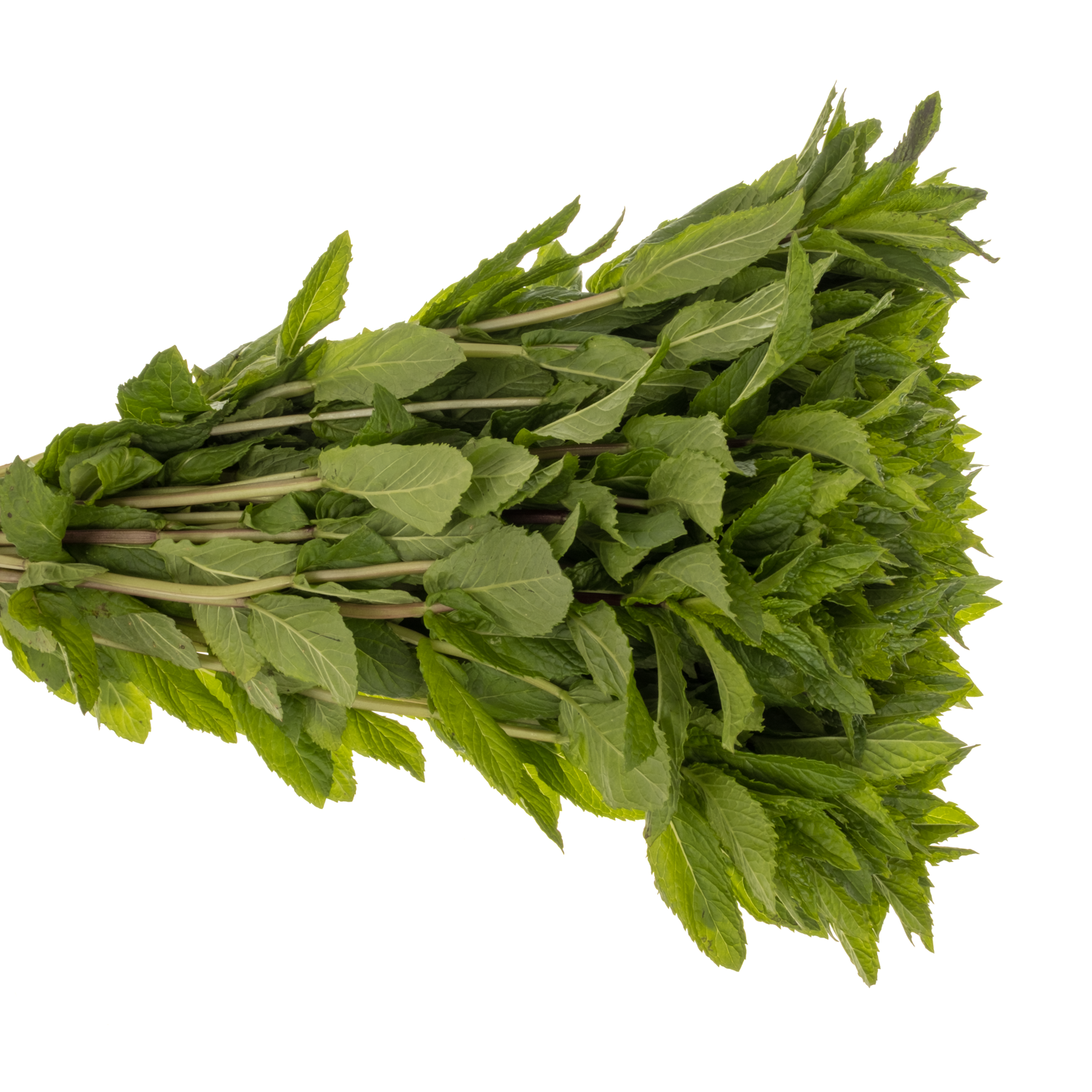 Mentha hell grün Tigra laub 52cm