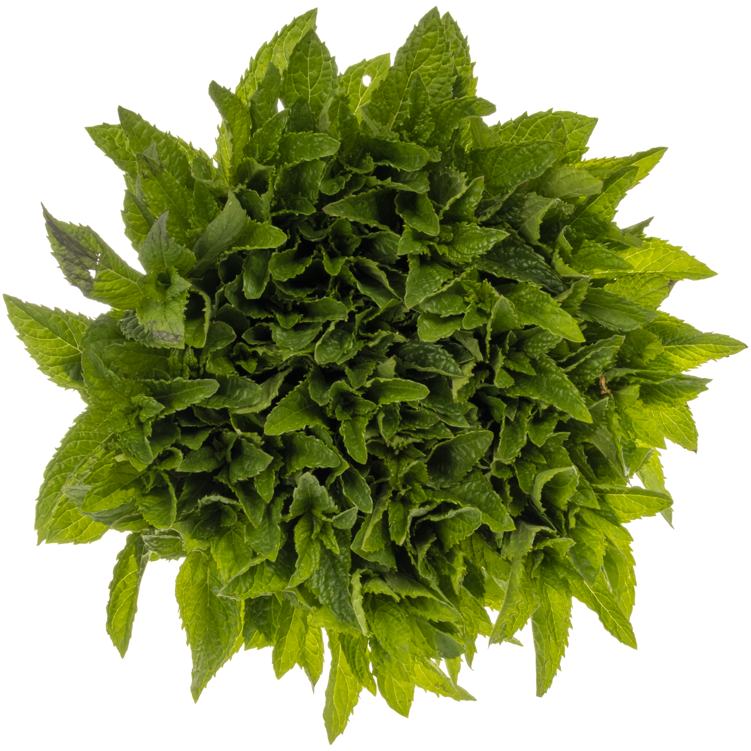 Mentha hell grün Tigra laub 52cm