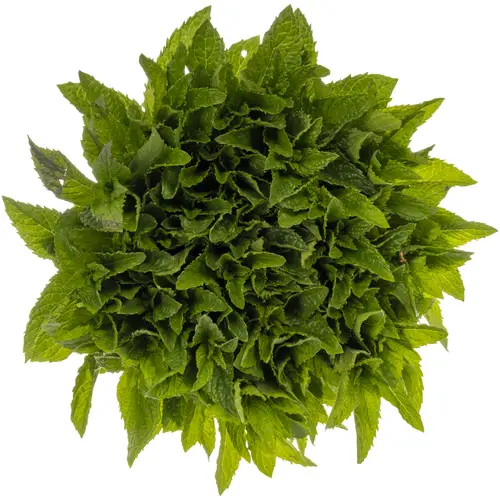 Mentha hell grün Tigra laub 52cm