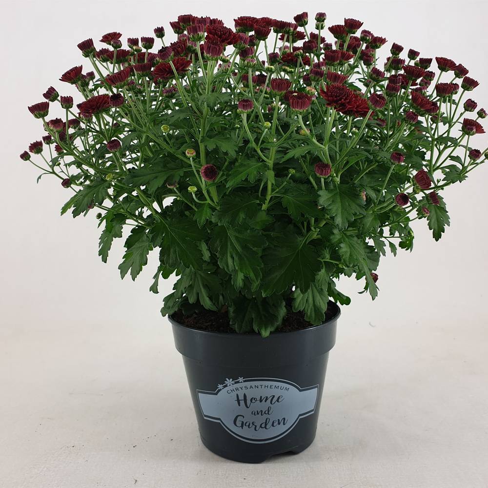 Chrysantheme Kugel dunkel rot Jasado T15 H030