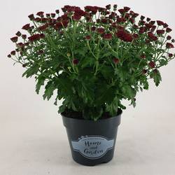 Chrysantheme Kugel dunkel rot Jasado T15 H030