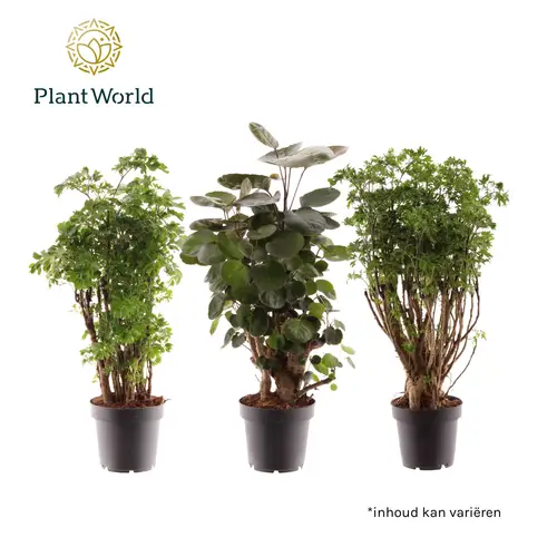 Polyscias mix    T12 H50
