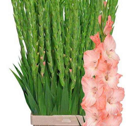 Gladiole lachs Karma 110 cm Extra lang