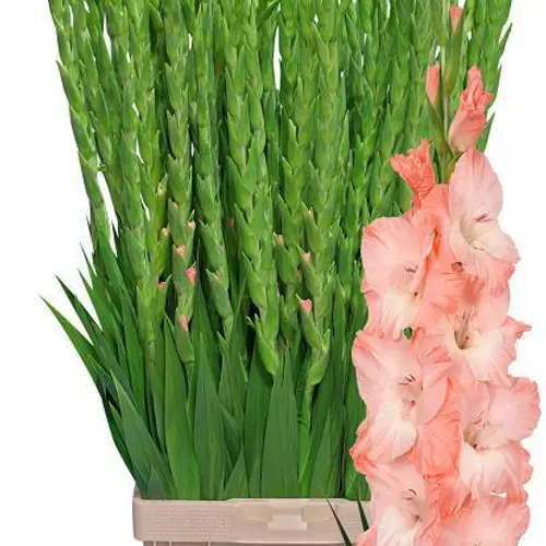 Gladiole lachs Karma 110 cm Extra lang