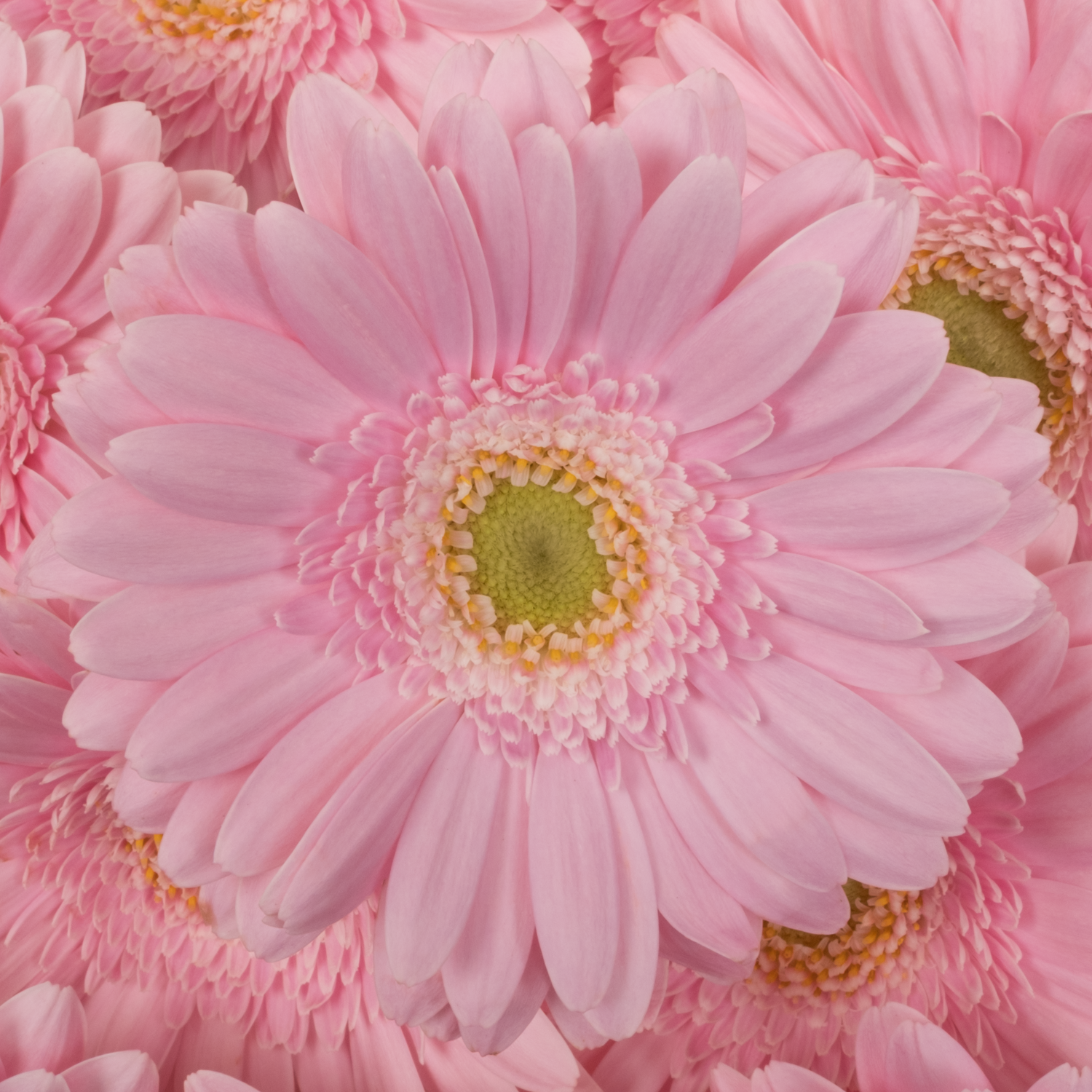 Germini hell rosa Babble