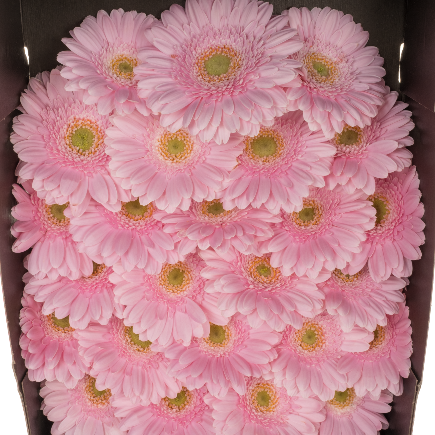 Germini hell rosa Babble
