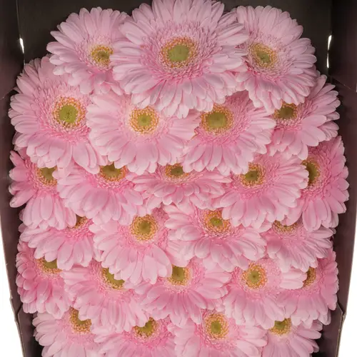 Germini hell rosa Babble