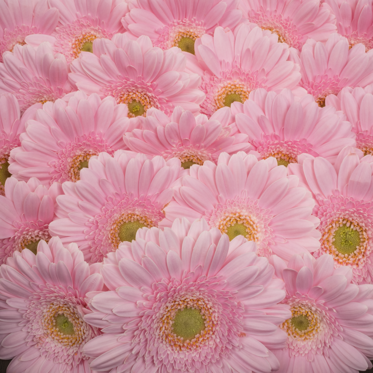Germini hell rosa Babble