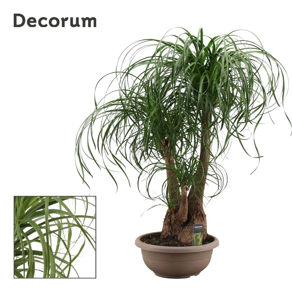 Beaucarnea Verzweigt T35 H100