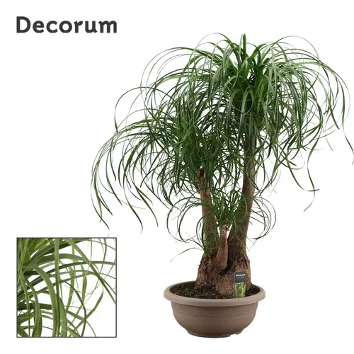 Beaucarnea Verzweigt T35 H100