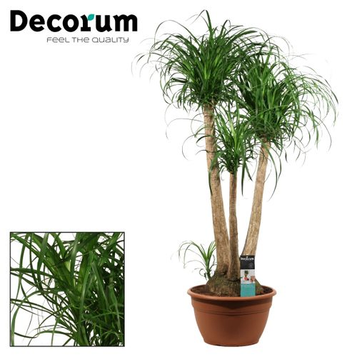 Beaucarnea Verzw.T35 H110