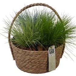Garten.Arr PTOG1622 T22 H027