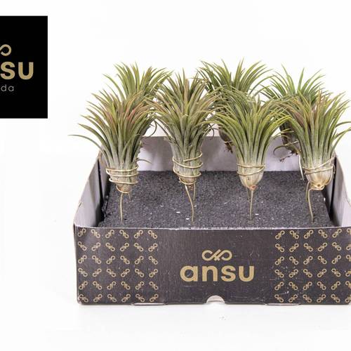 Tillandsia Ionantha auf Stab T02 H015