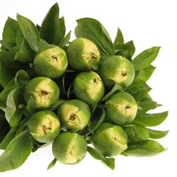 Pfiingstrose creme Moonrise 50cm