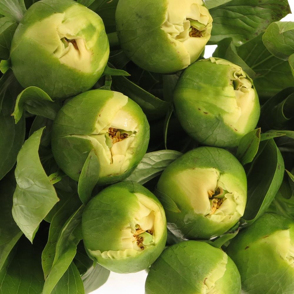 Pfiingstrose creme Moonrise 50cm