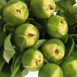 Pfiingstrose creme Moonrise 50cm