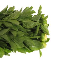 Pfiingstrose creme Moonrise 50cm