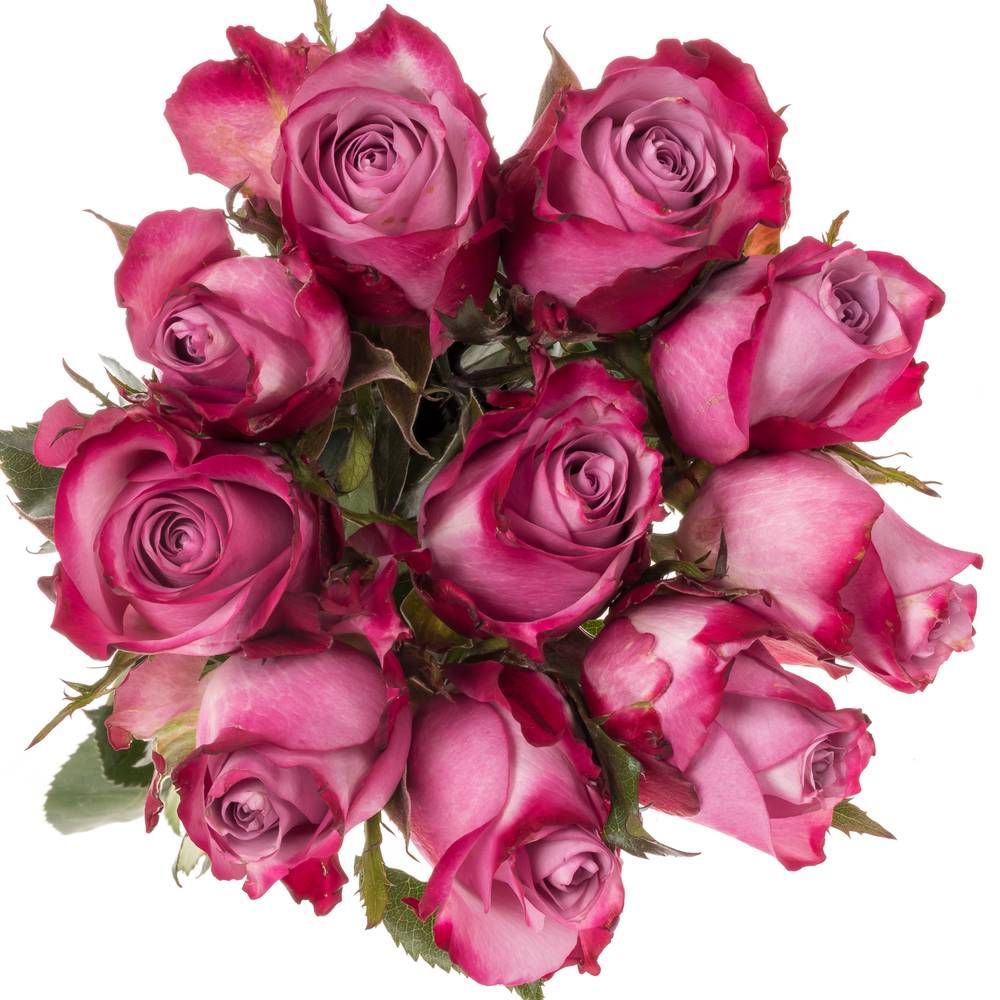 Rose lila/fuchsia Deep Purple 80cm