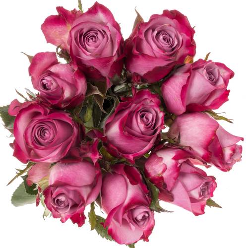 Rose lila/fuchsia Deep Purple 80cm