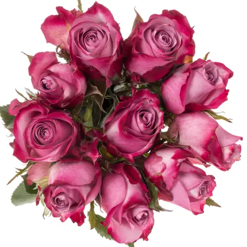 Rose lila/fuchsia Deep Purple 80cm