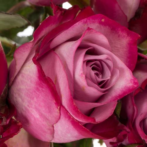 Rose lila/fuchsia Deep Purple 80cm