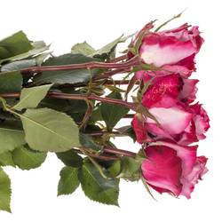 Rose lila/fuchsia Deep Purple 80cm