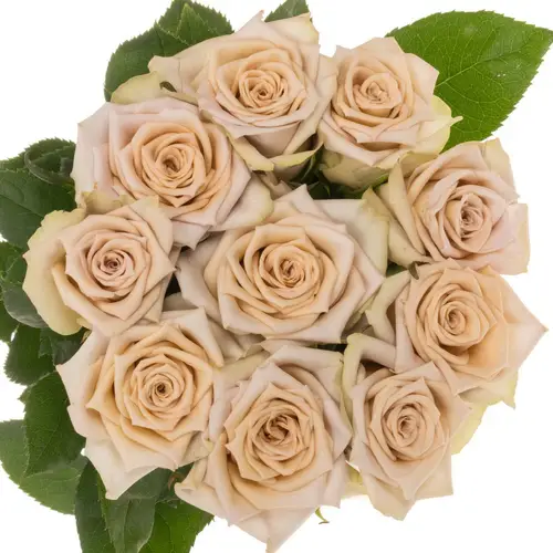 Rose beige Louvre 60cm