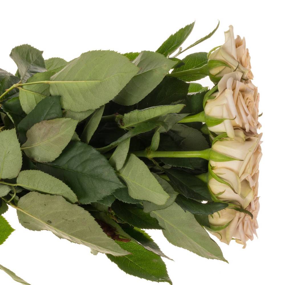 Rose beige Louvre 60cm