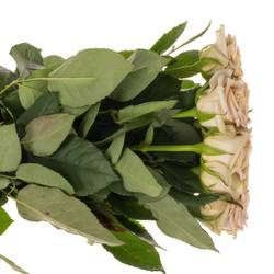 Rose beige Louvre 60cm