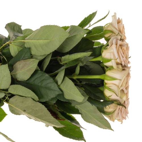 Rose beige Louvre 60cm