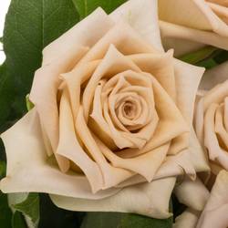 Rose beige Louvre 60cm